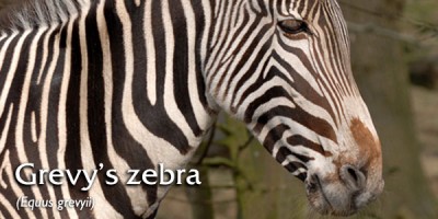 Grevy’s zebra