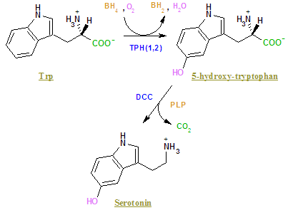 The pathway for the synthesis of serotonin from tryptophan
