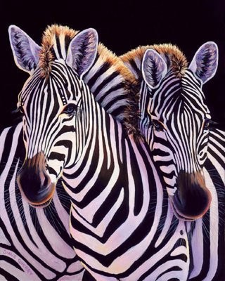 Zebra hug