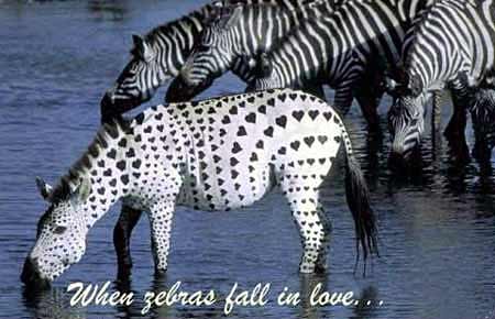 zebras in love