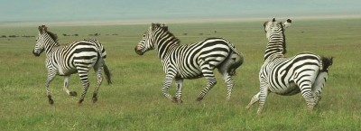 zebras 3