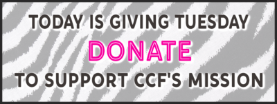 Giving Tuesday 2020_CCF